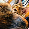 Pip Squeak joined the competition — help win amazing prizes! cat, pet, curious, closeup, fur, ear, eye, indoor, bedroom, clothes, closet, blurred_foreground, cozy, animal, whiskers, domestic, feline, soft_light, relaxed, home
