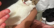 Pip Squeak is registered to the contest to win money with this photo: animal, arm, blanket, brown, cat, closeup, cozy, cute, footwear, fur, hand, holding, indoor, person, pet, plaid, shoe, tabby, tongue_out, white