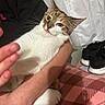 Pip Squeak is registered to the contest to win money with this photo: cat, animal, pet, indoor, hand, fur, tongue_out, person, holding, arm, blanket, plaid, shoe, footwear, white, brown, tabby, cute, closeup, cozy