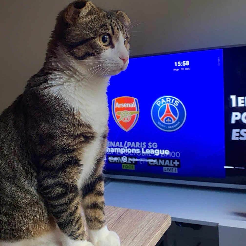 Litchi participe au concours pour gagner de l'argent avec cette photo : animal, cat, computer, computerhardware, computerkeyboard, desk, electronics, furniture, hardware, hardwood, kitten, laptop, manx, monitor, pc, pet, screen, table, tv, wood