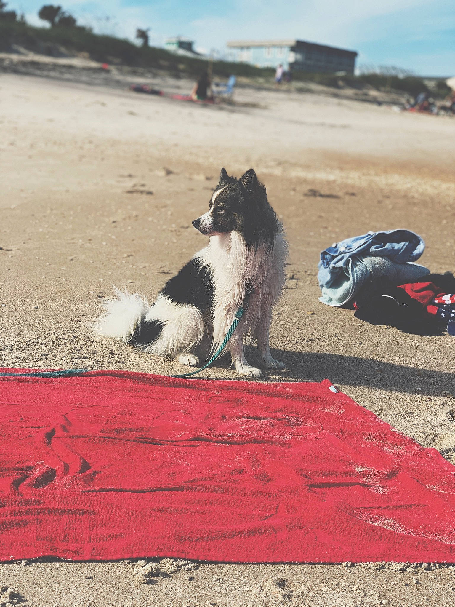 Benjamin joined the competition — help win amazing prizes! beach, border_collie, canidae, carnivore, coast, dog, dog_breed, sand, sea, sporting_group, stabyhoun, summer, vacation