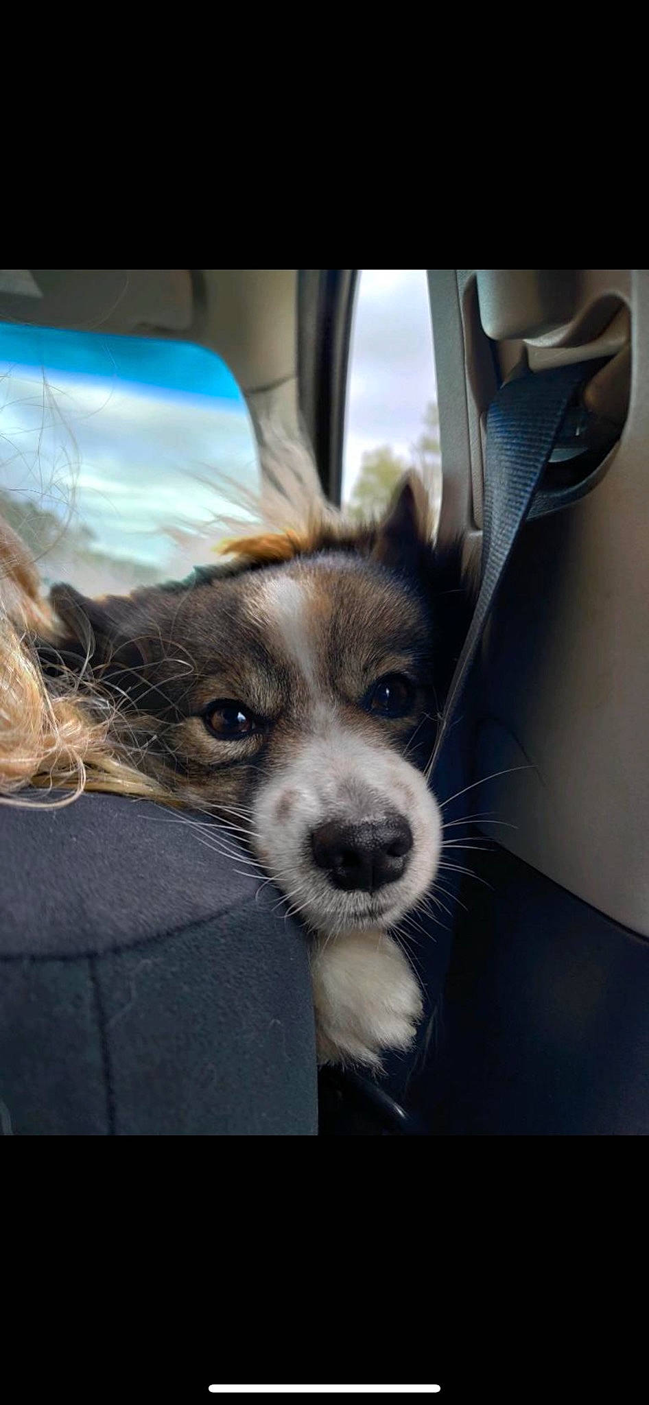 Benjamin joined the competition — help win amazing prizes! canidae, carnivore, companion_dog, dog, dog_breed, ear, mammal, nose, puppy, rare_breed_dog, snout, sporting_group, whiskers