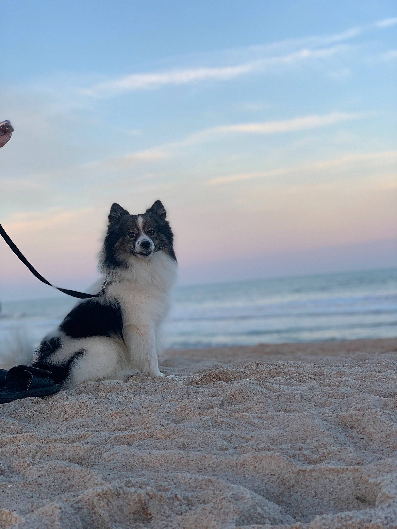 Benjamin joined the competition — help win amazing prizes! australian_shepherd, beach, border_collie, canidae, carnivore, dog, dog_breed, elo, mammal, ocean, papillon, pomeranian, sea, shetland_sheepdog, shore, sky, spitz, sporting_group, vertebrate, working_dog