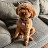 dog, curly_hair, pet, sitting, couch, indoor, brown_dog, collar, tag, furniture, home, floor, cute, animal, canine, domestic_animal, fur, looking_at_camera, companion, relaxed