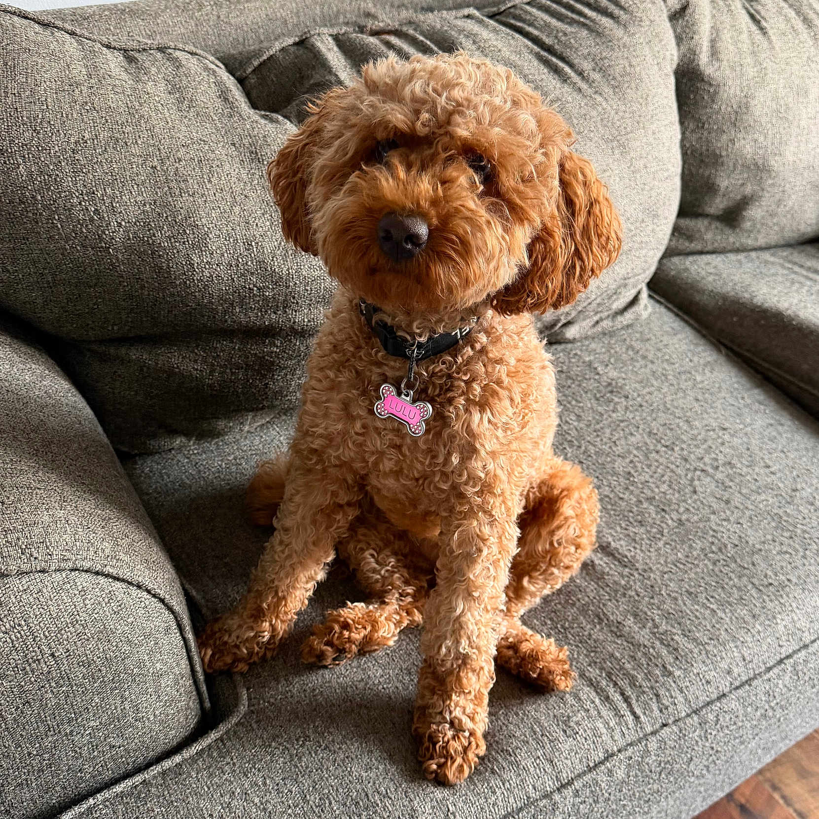 Lulu is registered to the contest to win money with this photo: dog, curly_hair, pet, sitting, couch, indoor, brown_dog, collar, tag, furniture, home, floor, cute, animal, canine, domestic_animal, fur, looking_at_camera, companion, relaxed