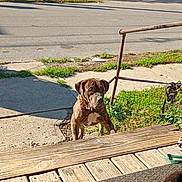 Zeus joined the competition — help win amazing prizes! animal, background, brindle, canine, concrete, curious, daytime, dog, fence, grass, leash, nature, outdoor, pet, railing, shadow, sidewalk, street, sunny, wooden_deck