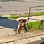 animal, background, brindle, canine, concrete, curious, daytime, dog, fence, grass, leash, nature, outdoor, pet, railing, shadow, sidewalk, street, sunny, wooden_deck