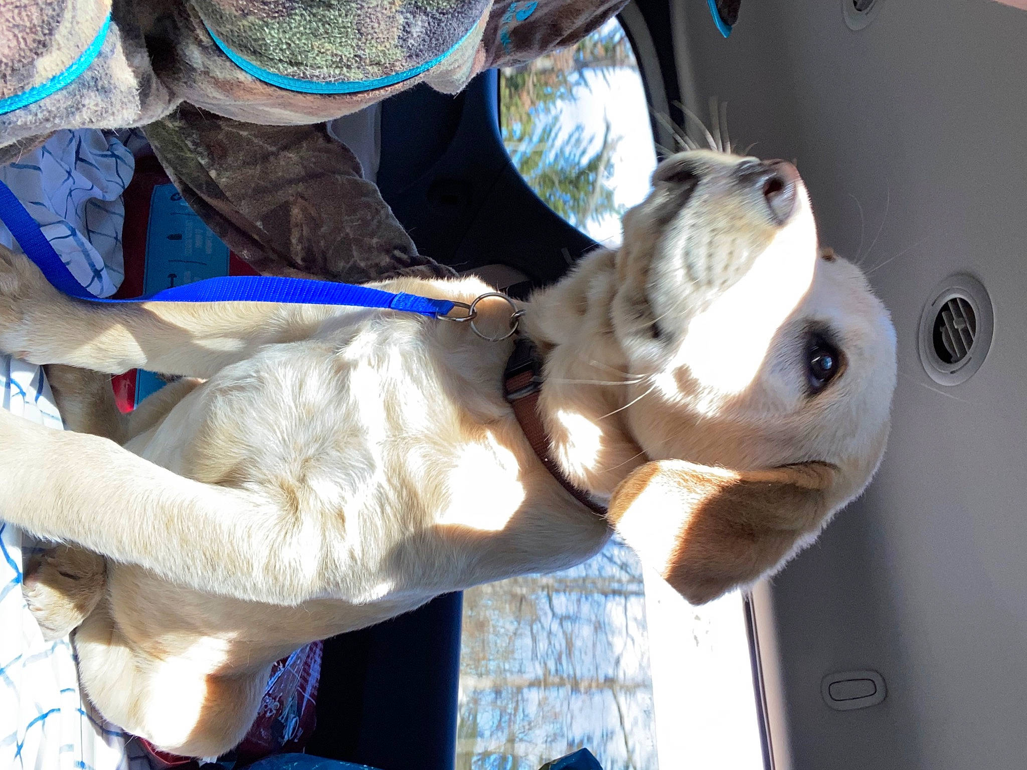 Rosco is registered to the contest to win money with this photo: canidae, car_seat, carnivore, collar, companion_dog, dog, dog_breed, dog_collar, electric_blue, eyewear, fawn, fur, hat, snout, sporting_group, stuffed_toy, tail, toy, vehicle, vehicle_door