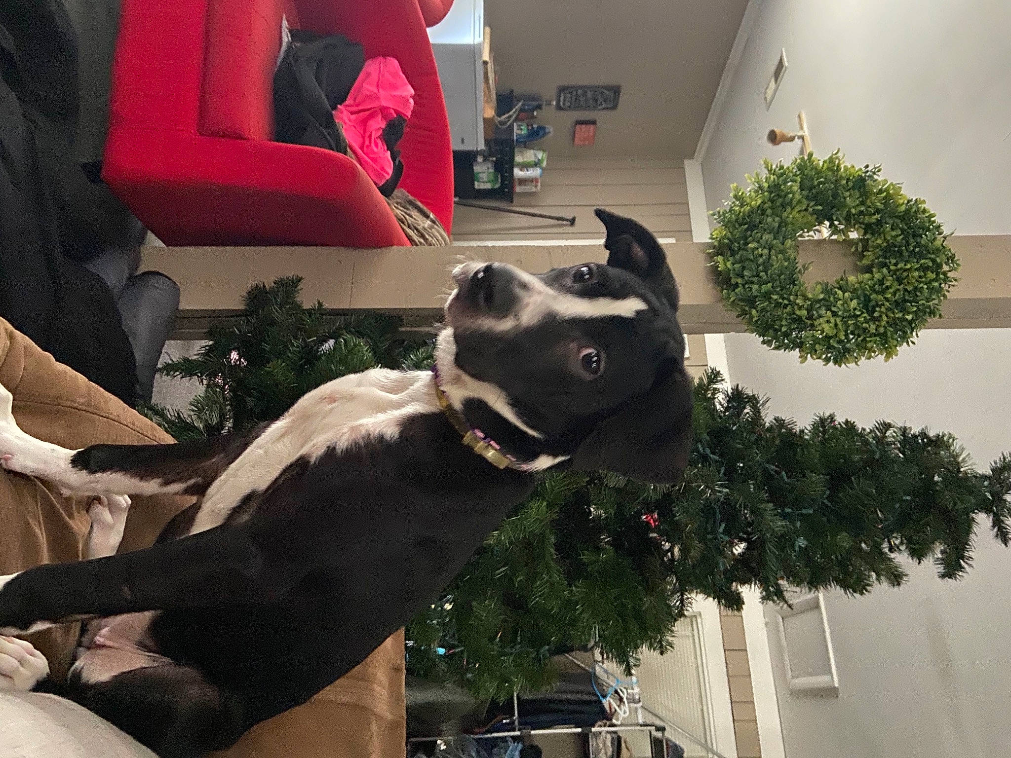 Gracie joined the competition — help win amazing prizes! carmine, carnivore, comfort, companion_dog, dog, dog_breed, dog_collar, fawn, houseplant, mammal, picture_frame, plant, snapshot, snout, sporting_group, tree, whiskers, white, window, working_animal