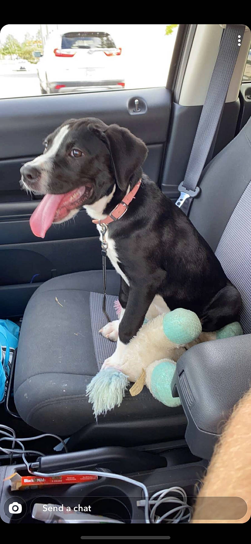 Gracie is registered to the contest to win money with this photo: auto_part, automotive_design, automotive_exterior, blue, car, car_seat, car_seat_cover, carnivore, collar, companion_dog, dog, dog_breed, dog_collar, family_car, luxury_vehicle, motor_vehicle, sporting_group, vehicle, vehicle_door, vertebrate