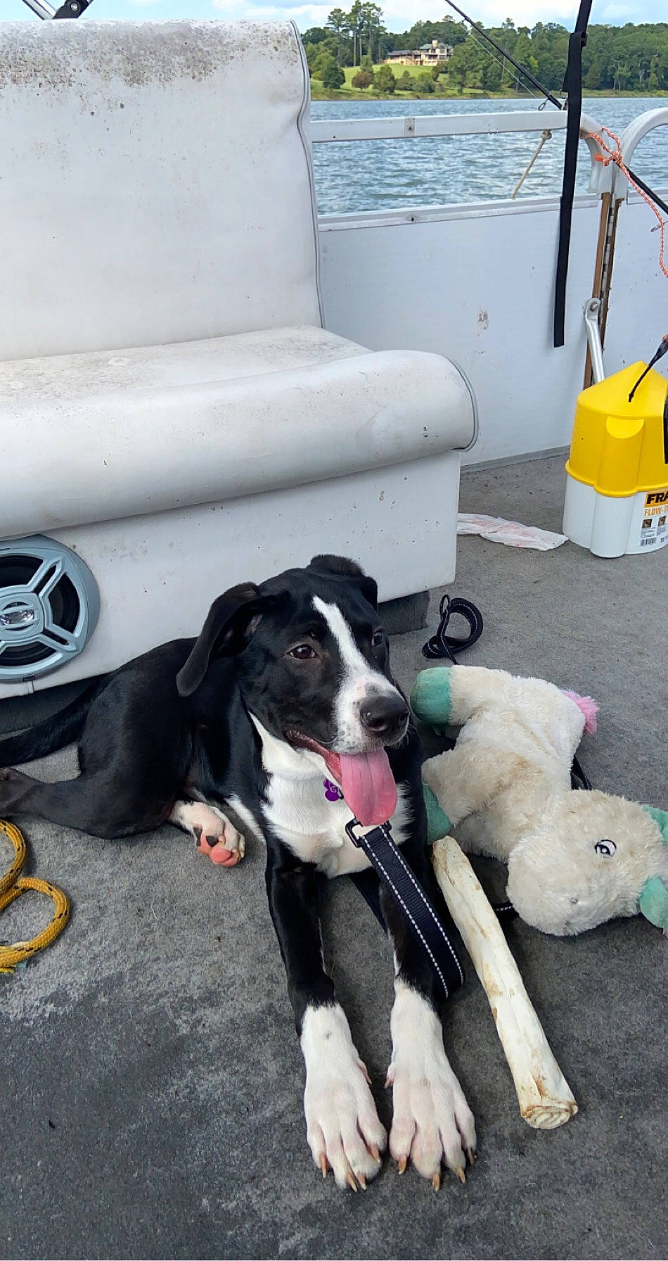 Gracie joined the competition — help win amazing prizes! automotive_lighting, automotive_tire, carnivore, collar, companion_dog, dog, dog_breed, dog_collar, dog_supply, fender, flooring, gas, hood, rim, snout, sporting_group, tail, tire_care, vehicle, water