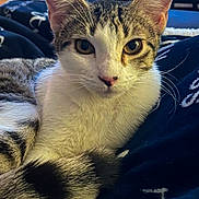 Maddie joined the competition — help win amazing prizes! animal, blanket, cat, closeup, cozy, cute, domestic, ears, feline, fur, indoor, living_room, mammal, paws, pet, relaxed, resting, tabby, tail, whiskers