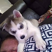Axle is registered to the contest to win money with this photo: puppy, dog, person, face, couch, blanket, indoor, pet, animal, closeup, cute, playful, furry, resting, comfort, collar, pattern, black_and_white, pink_ear, nose
