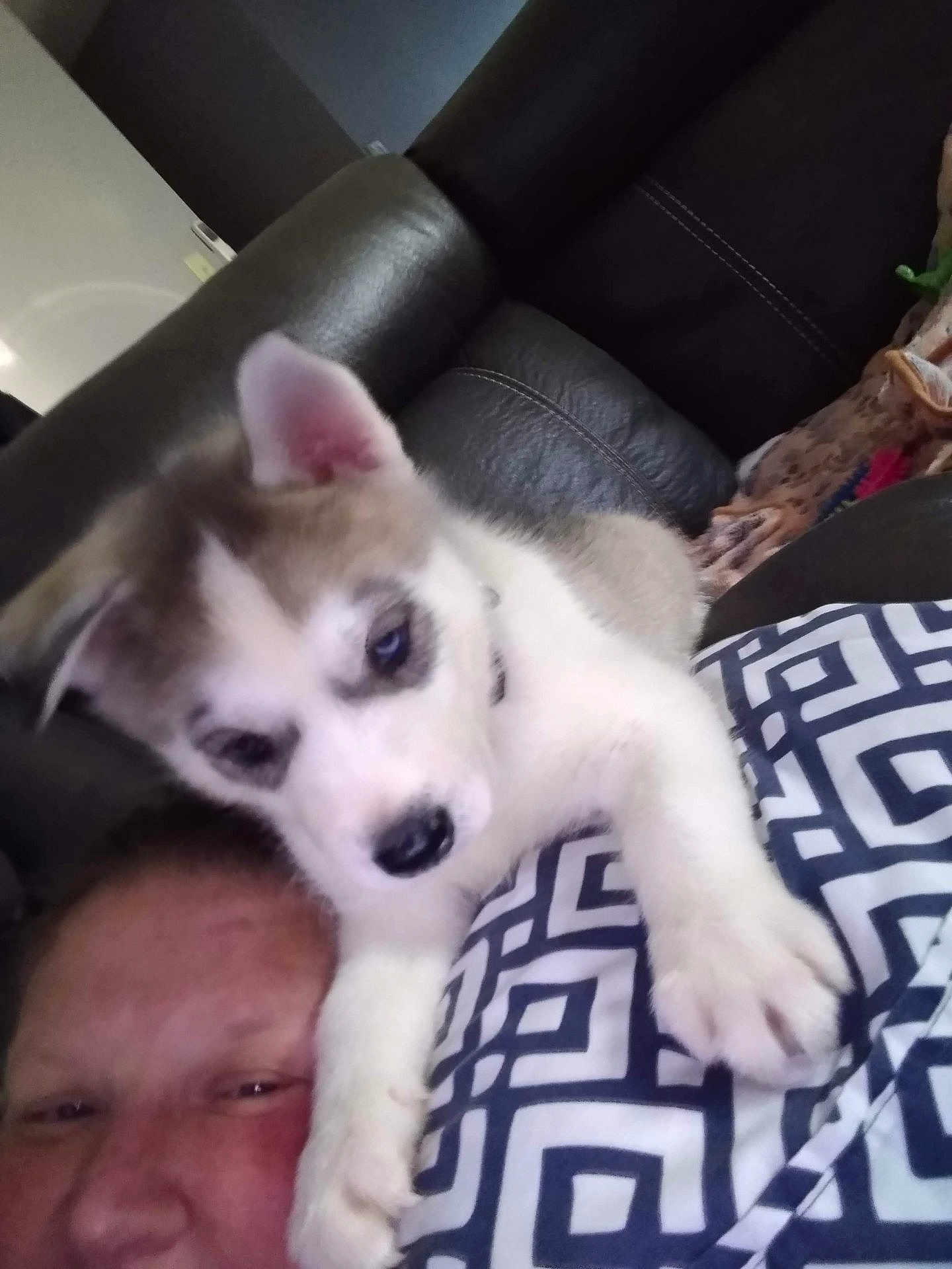 Axle is registered to the contest to win money with this photo: puppy, dog, person, face, couch, blanket, indoor, pet, animal, closeup, cute, playful, furry, resting, comfort, collar, pattern, black_and_white, pink_ear, nose