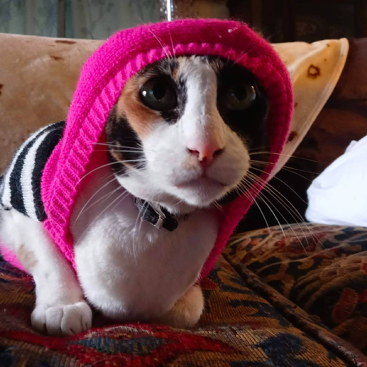 Dolly joined the competition — help win amazing prizes! carnivore, cat, collar, comfort, domestic_short_haired_cat, eye, fawn, felidae, fur, head, leg, linens, magenta, pattern, paw, plant, small_to_medium_sized_cats, snout, tail, whiskers