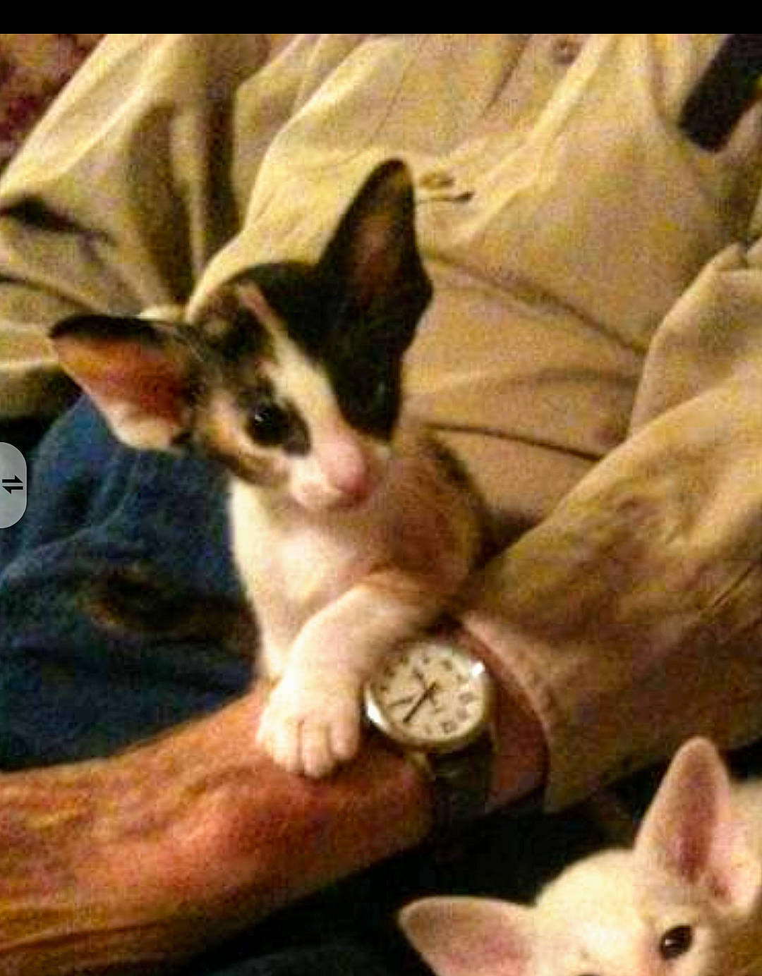 Dolly is registered to the contest to win money with this photo: carnivore, cat, clock, comfort, companion_dog, dog_breed, domestic_short_haired_cat, fawn, felidae, gesture, hand, happy, nail, paw, small_to_medium_sized_cats, tail, toy, watch, whiskers, wrist