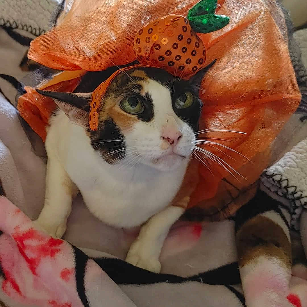 Dolly is registered to the contest to win money with this photo: bag, carnivore, cat, comfort, domestic_short_haired_cat, eyewear, fashion_accessory, fawn, felidae, fur, hat, human_leg, linens, orange, pattern, plant, small_to_medium_sized_cats, tail, whiskers, window