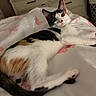 cat, calico_cat, bed, blanket, furniture, indoor, pet, animal, cute, fur, whiskers, relaxing, resting, looking, wide_eyes, pink_pattern, tail, ears, domestic, cozy