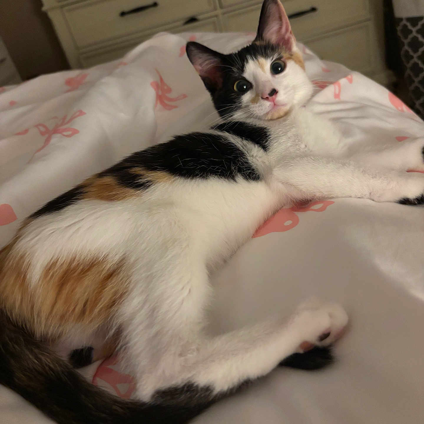 Nova