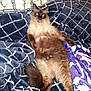 Casper is registered to the contest to win money with this photo: cat, siamese_cat, pet, lying_down, blanket, bed, fur, tail, indoor, cozy, relaxed, pattern, blue_blanket, purple_blanket, plush, animal, mammal, whiskers, sleepy, resting
