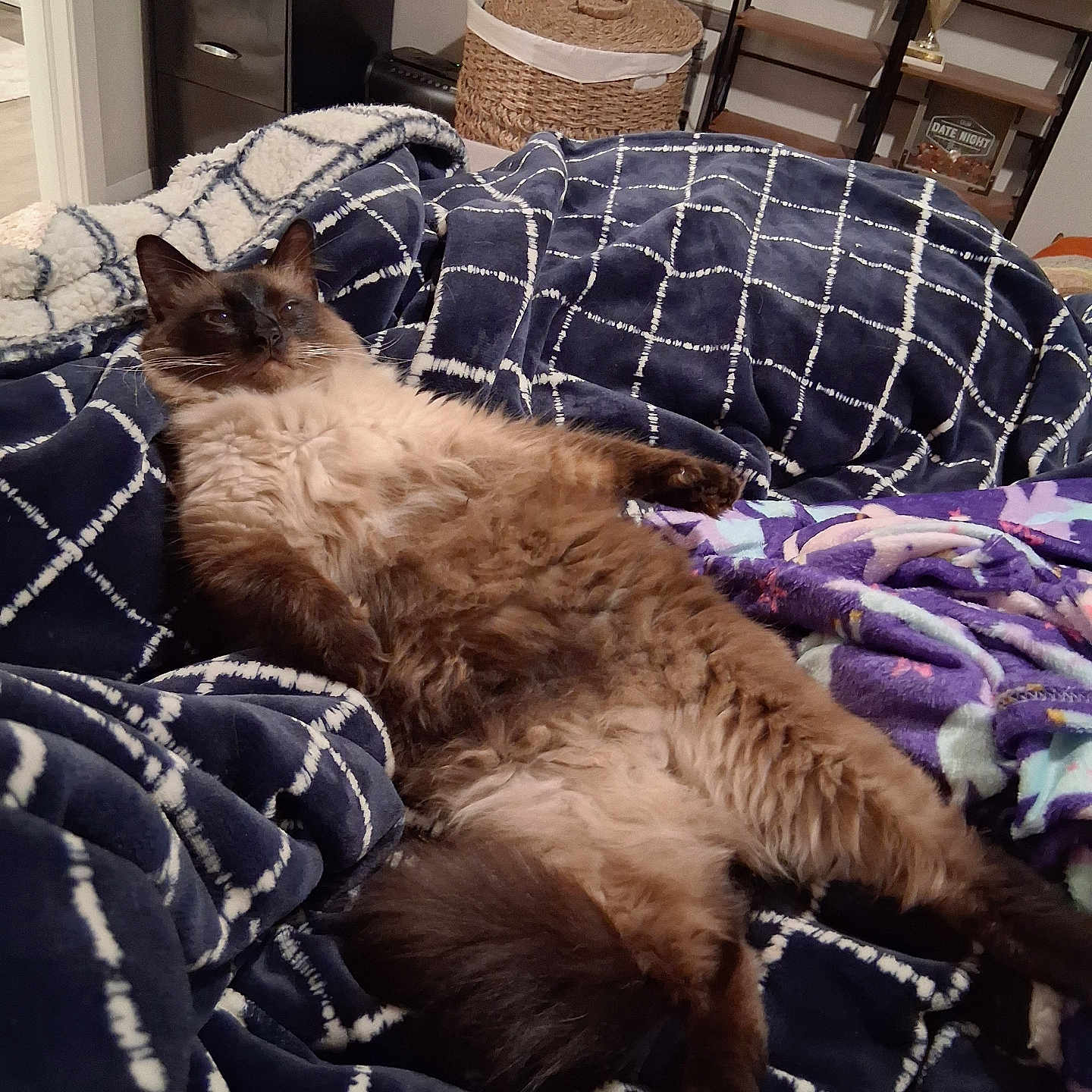 Casper is registered to the contest to win money with this photo: animal, basket, blanket, cat, comfort, cozy, cute, domestic, fluffy, fur, furniture, home, indoor, living_room, pet, relaxing, resting, shelf, toy, trophy