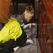 Casper joined the competition — help win amazing prizes! cat, indoor, furniture, clothing, bag, carpet, wooden_floor, cabinet, chair, brown_cat, blue_eyes, pile_of_clothes, yellow_clothing, gray_bag, cozy, pet, home_interior, fur, domestic_animal, floor
