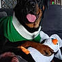 rottweiler, dog, pet, indoor, couch, toy, stuffed_animal, penguin_toy, green_sweater, white_collar, tongue_out, paw, mirror, lamp, blanket, cozy, living_room, animal, happy, relaxed