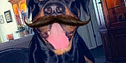 Bear is registered to the contest to win money with this photo: dog, rottweiler, indoor, living_room, carpet, furniture, cabinet, decor, tongue_out, black_and_tan, pet, animal, happy, digital_filter, hat, mustache, standing, canine, playful, portrait