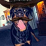 dog, rottweiler, indoor, living_room, carpet, furniture, cabinet, decor, tongue_out, black_and_tan, pet, animal, happy, digital_filter, hat, mustache, standing, canine, playful, portrait