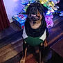 dog, rottweiler, sweater, christmas_tree, holiday_lights, presents, indoor, carpet, window, blinds, decorations, festive, pet, animal, black_and_brown, sitting, attentive, cozy, living_room, holiday