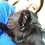 Nwar a rejoint le concours — aidez-le/la à gagner de superbes lots ! animal, black_cat, blue_clothing, cat, close_up, companion, cozy, cute, domestic, face, fur, furry, holding, home, indoor, light, overexposed, person, pet, portrait