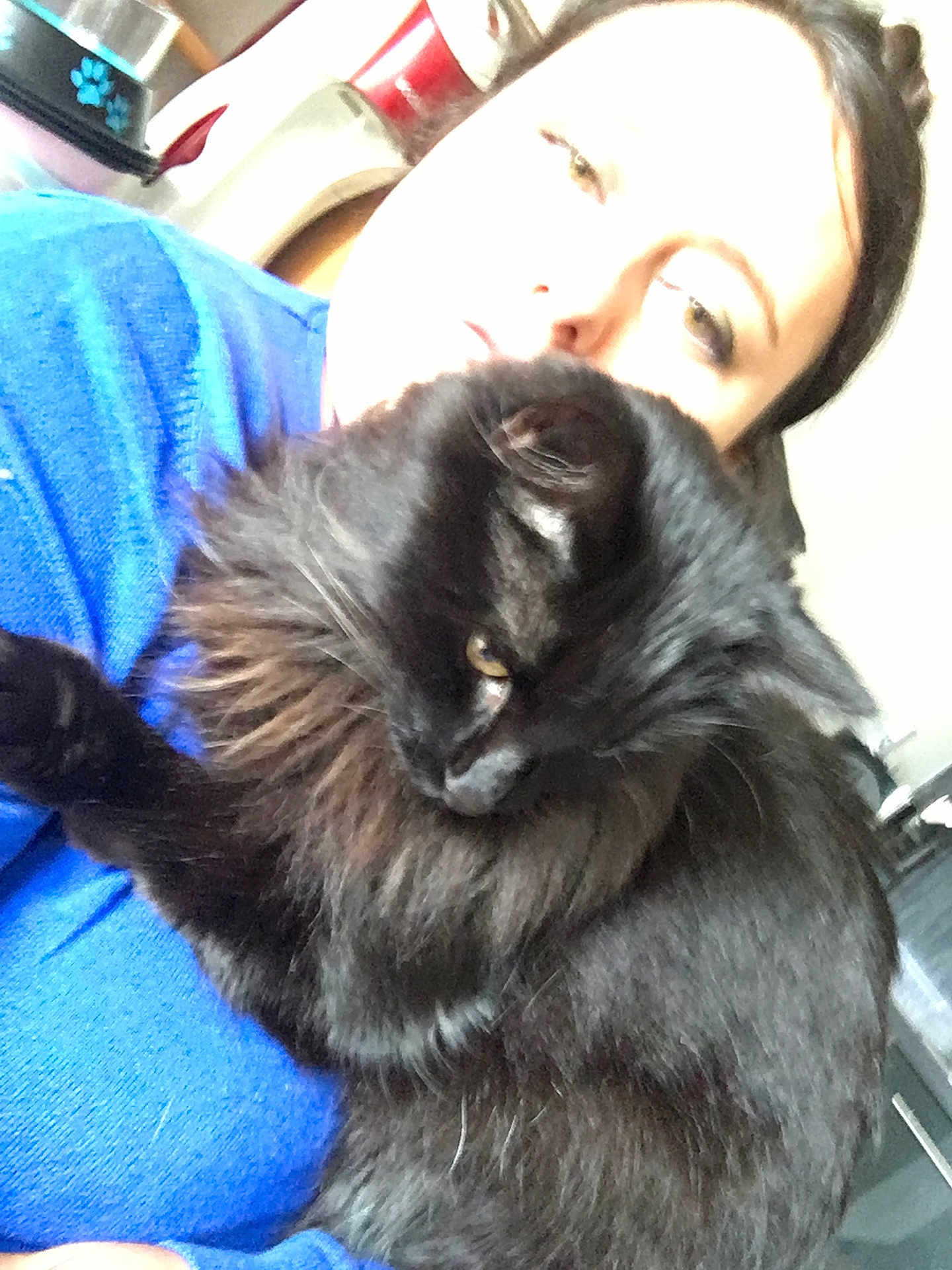 Nwar a rejoint le concours — aidez-le/la à gagner de superbes lots ! animal, black_cat, blue_clothing, cat, close_up, companion, cozy, cute, domestic, face, fur, furry, holding, home, indoor, light, overexposed, person, pet, portrait