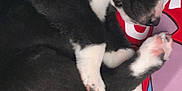 Cosmo joined the competition — help win amazing prizes! puppy, dog, sleeping, black_and_white, tattoo, arm, red_shirt, paw, close_up, indoor, resting, cute, pet, human, nap, furry, animal, comfort, skin, bracelet