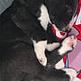puppy, dog, sleeping, black_and_white, tattoo, arm, red_shirt, paw, close_up, indoor, resting, cute, pet, human, nap, furry, animal, comfort, skin, bracelet