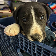 Cosmo joined the competition — help win amazing prizes! puppy, dog, close_up, black_and_white, crate, paw, curious, indoor, pet, animal, young_dog, cute, face, snout, nose, whiskers, furniture, background_blur, domestic, companion