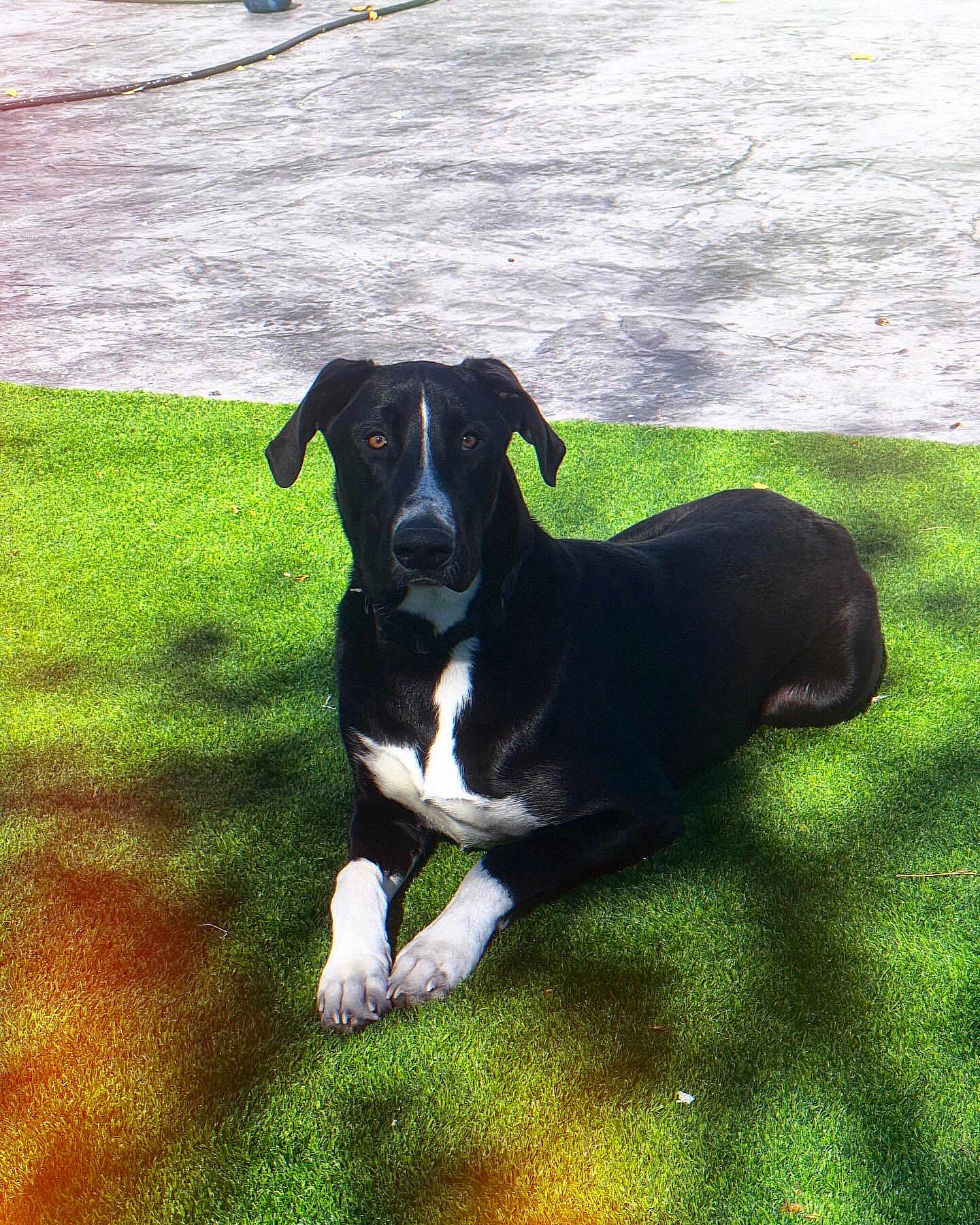 Cosmo joined the competition — help win amazing prizes! dog, black_dog, white_paws, grass, outdoor, pet, animal, canine, laying_down, attentive, sunlight, shadow, garden_hose, concrete, nature, domestic_animal, mammal, relaxed, summer, daytime