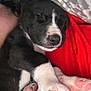 Cosmo joined the competition — help win amazing prizes! puppy, dog, sleeping, black_and_white, paw, close_up, indoor, bed, blanket, person, red_clothing, cute, cozy, relaxing, pet, animal, fur, napping, snuggle, young