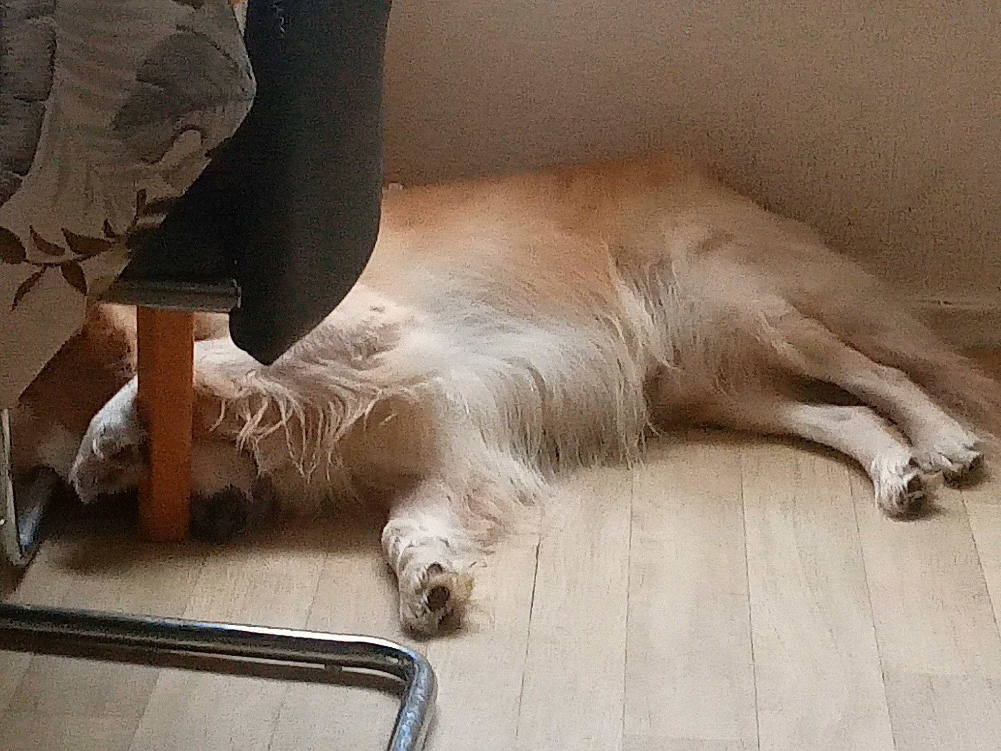 Pongo a rejoint le concours — aidez-le/la à gagner de superbes lots ! canidae, carnivore, comfort, companion_dog, dog, dog_breed, fawn, felidae, flooring, foot, fur, hardwood, human_leg, paw, small_to_medium_sized_cats, snout, tail, terrestrial_animal, whiskers, wood