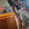 Lily is registered to the contest to win money with this photo: dog, pet, animal, portrait, indoors, kitchen, person, holding, collar, pink_collar, necklace, cross, white_dog, short_hair, standing, large_dog, home, cabinets, countertop, cartoon_shirt