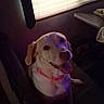 Lily joined the competition — help win amazing prizes! dog, puppy, pet, canine, sitting, tongue_out, red_collar, indoors, car, vehicle, backseat, window, blinds, sunlight, portrait, close_up, happy, looking_at_camera, white_fur, brown_fur