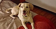 Lily is registered to the contest to win money with this photo: dog, labrador, pet, canine, yellow_dog, lying_down, smiling, happy, bed, bedroom, blanket, quilt, red_bedding, indoor, home, furniture, telephone, nightstand, hardwood_floor, portrait