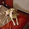 dog, labrador, pet, canine, yellow_dog, lying_down, smiling, happy, bed, bedroom, blanket, quilt, red_bedding, indoor, home, furniture, telephone, nightstand, hardwood_floor, portrait