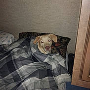 Lily is registered to the contest to win money with this photo: dog, pet, animal, bed, blanket, bedding, pillow, bedroom, indoors, sleeping, lying_down, resting, portrait, flash_photography, brown_dog, floppy_ears, snout, home, cozy, nighttime