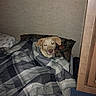 dog, pet, animal, bed, blanket, bedding, pillow, bedroom, indoors, sleeping, lying_down, resting, portrait, flash_photography, brown_dog, floppy_ears, snout, home, cozy, nighttime
