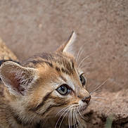 Tigrou a rejoint le concours — aidez-le/la à gagner de superbes lots ! alert, animal, brown, cat, close_up, curious, cute, earth, eyes, feline, fur, kitten, nature, outdoor, pet, portrait, small, whiskers, wildlife, young_animal