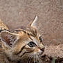 alert, animal, brown, cat, close_up, curious, cute, earth, eyes, feline, fur, kitten, nature, outdoor, pet, portrait, small, whiskers, wildlife, young_animal