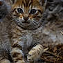 Tigrou a rejoint le concours — aidez-le/la à gagner de superbes lots ! animal, brown, close_up, cute, feline, forest_floor, fur, green_eyes, kitten, mammal, nature, outdoor, paw, portrait, stripes, walking, whiskers, wildcat, wildlife, young