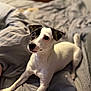 animal, bed, black, blanket, canine, comfortable, cute, dog, ears, eyes, focused, fur, home, indoor, laying, pet, resting, small_dog, snout, white