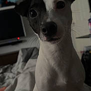 Snoopy is registered to the contest to win money with this photo: dog, pet, indoor, bed, toy, black_and_white, curious, canine, rope_toy, furniture, blanket, room, television, whiskers, ears, face, animal, domestic, close_up, sitting