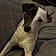 Snoopy